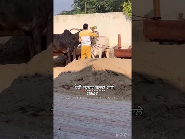 ox race • punjab top bull going for race and winner village mundiaan | Sidhu moose wala song#shorts