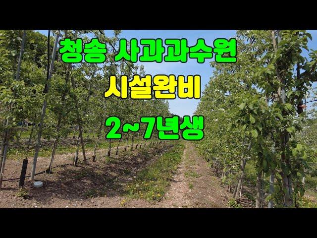 매물번호 0502)  청송 사과과수원  시설완비 2~7년생 #청송과수원