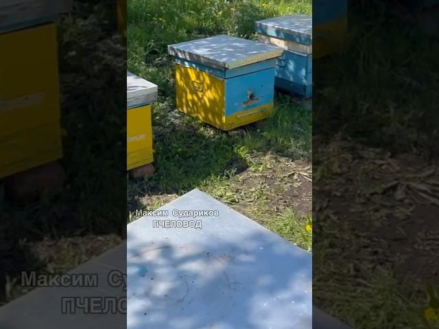 Расширяем пасеку весной: отводки и пчелопакеты!