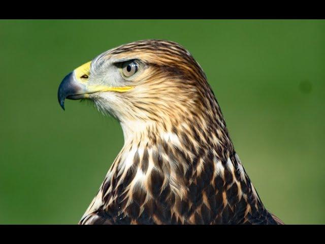 Falconry: Ferruginous questions