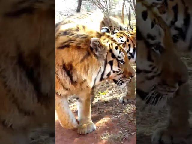 bengal tigress walk around siberian tiger