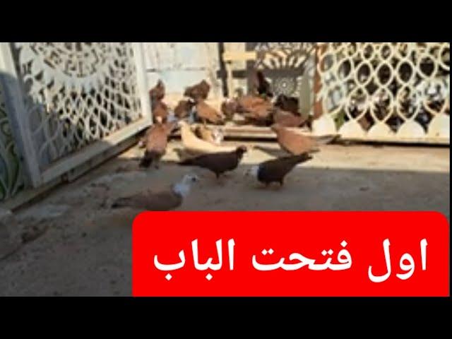 حلقه 2 يوميات سطح فارس الكربلائي الغوالي شلونكم
