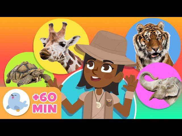 Los ANIMALES para niños  Recopilación  LEÓN, PINGÜINO, TORTUGA, ABEJA, JIRAFA...