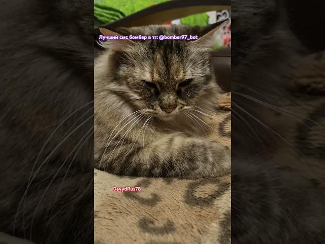 Кошка Сонька! #davydrus78 #rutube #кошки #cat