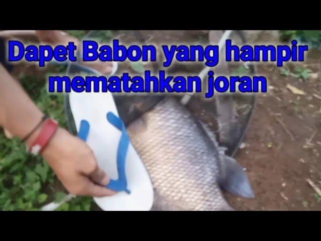 Dapat babon yang hampir mematahkan joran