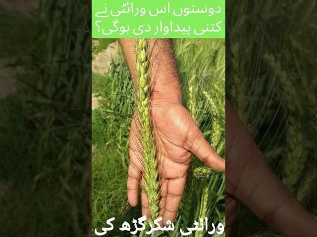 Gandum Variety in Pakistan with high yeild