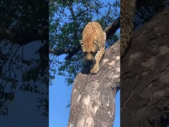 Leopard climbing down a Marula tree  #wildlife #safarilife #shorts  #safarilodge