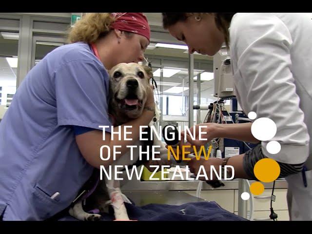 Veterinary Science | Massey University