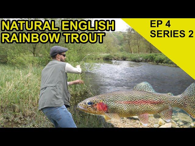 Englands Only Wild Rainbow Trout!: Chasing Scales Species Hunt (EPISODE 24)