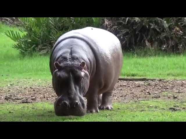 Kenya Mombasa Haller Park  2014