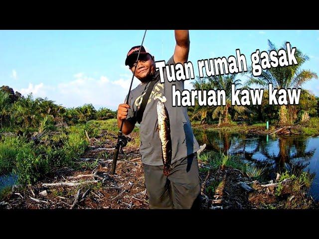 Komplot Berburu Haruan@Gabus di Kampung Selamat (Feat. Mubinsaat, Haruan Sakit & Vluq)