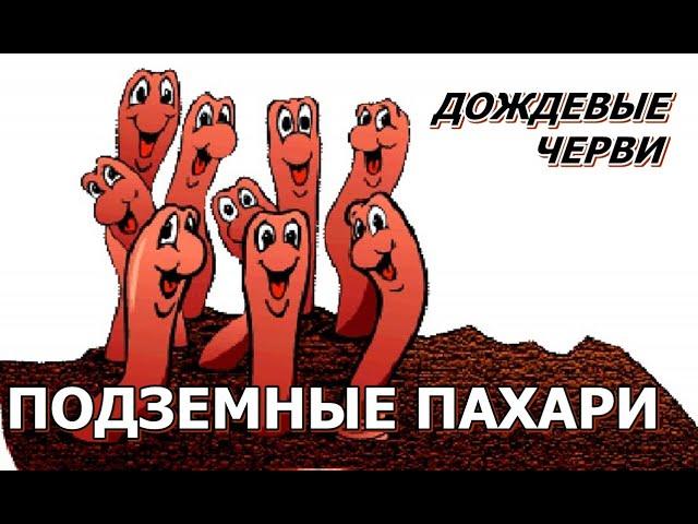 ДОЖДЕВЫЕ ЧЕРВИ - ПОДЗЕМНЫЕ ПАХАРИ