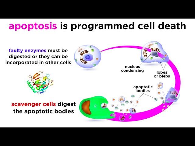 Apoptosis: Programmed Cell Death