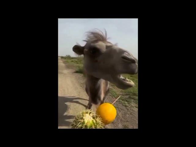 a camel can eat cactus but cannot handle lemon