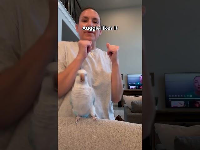 She missed some bom boms but she nailed the beat #birds #parrot #rescue