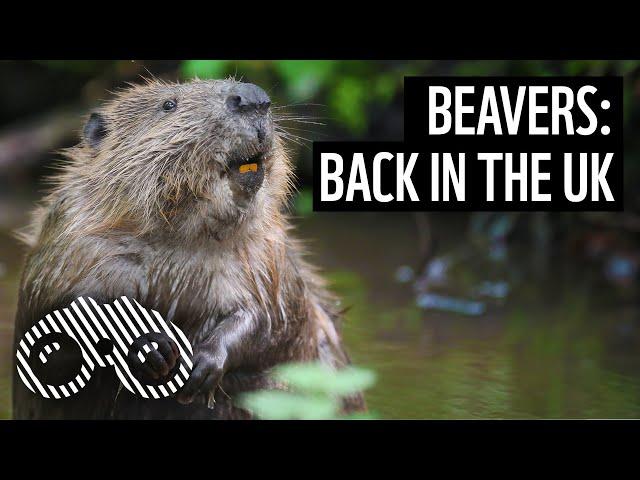 Bringing beavers back to the River Glaven | WWF