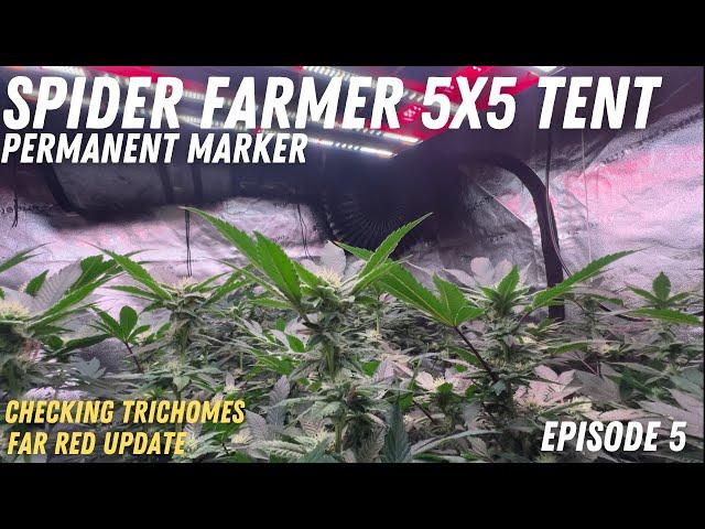 Checking Trichomes & Spider Farmer GlowR40 Deep Red Supplemental LED Grow Light