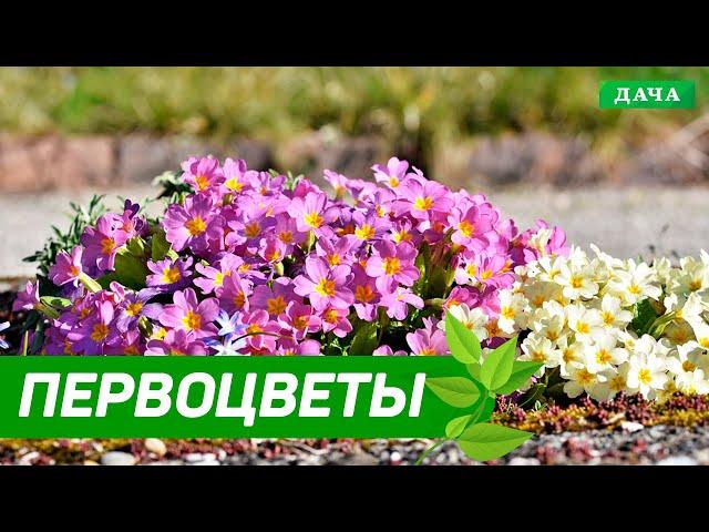 Добрый сад №5 - Первоцветы | Где лучше высаживать первоцветы