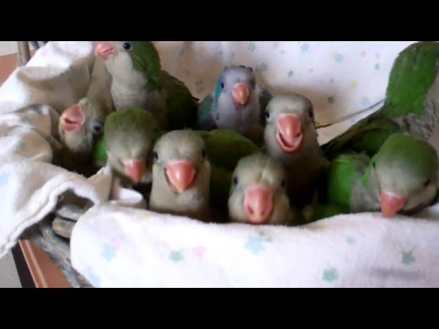 Baby Quaker Parrots Time to Eat