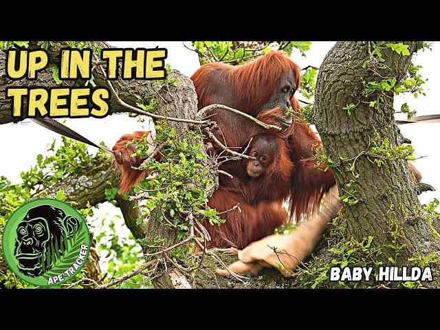 Orangutan Mom Climbs Tree To Safety With Baby #orangutan