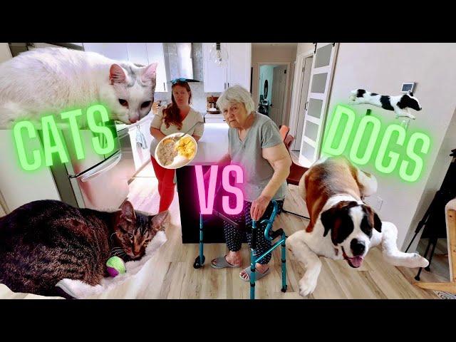 Cats And Dogs Living Together - Grandma Update Vlog