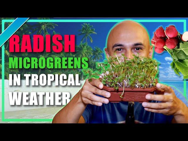 How to Germinate Radish Seeds Microgreens & Grow in Tropical Puerto Rico Agriculture Organic Farm