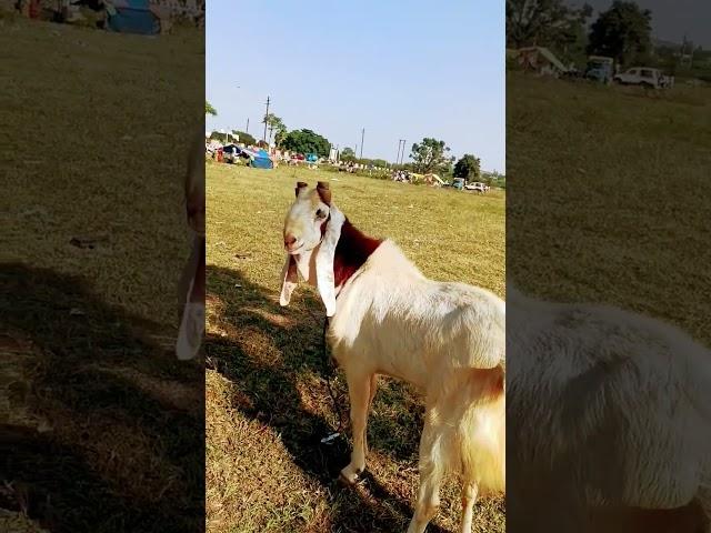 Beautiful Goat
