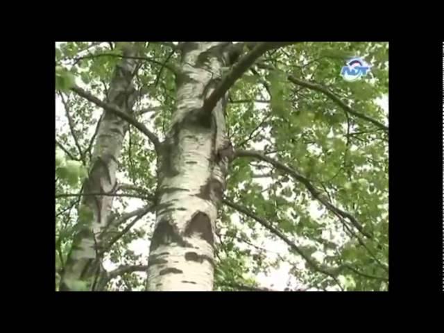 Троицкое гулянье Гатчина 2014г.