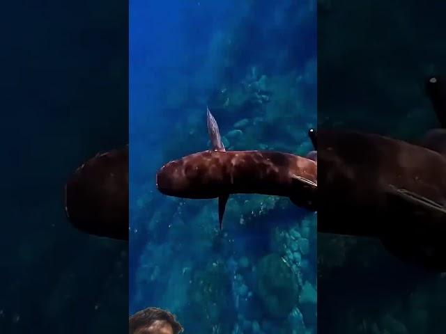 # #shark #marinemystery #fishing #reeflife #spearfishing #underwater #scubadiving #marinelife