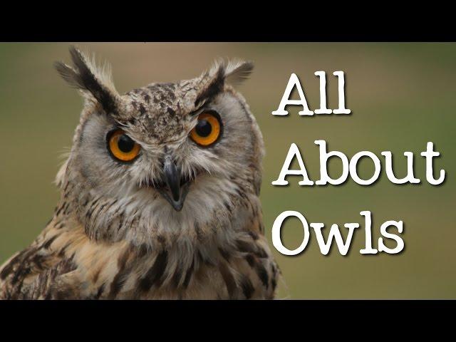 All About Owls for Kids: Backyard Bird Series - FreeSchool