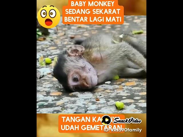 baby monkey sedang sekarat bentar lagi mati