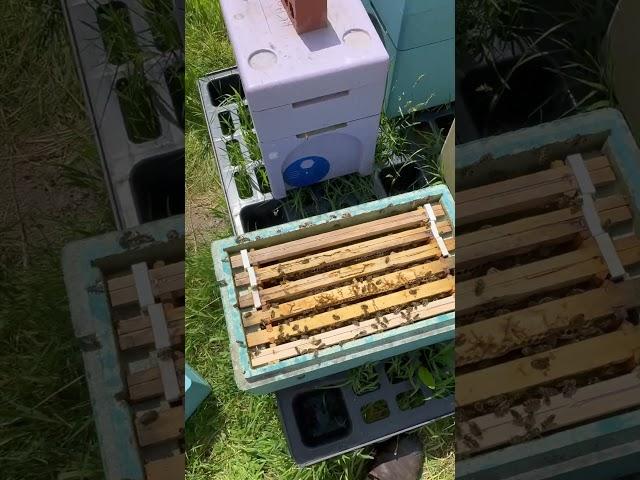 Introducing buckfast queen cells into Welsh Black Bee Nucs.