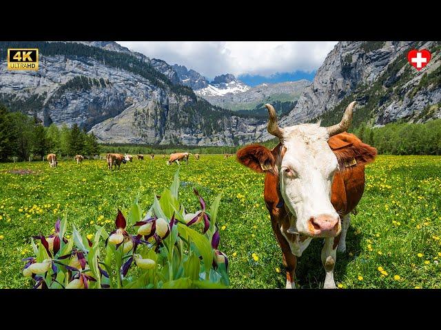 Natural Places in Switzerland: A Paradise For Nature Lovers 4K