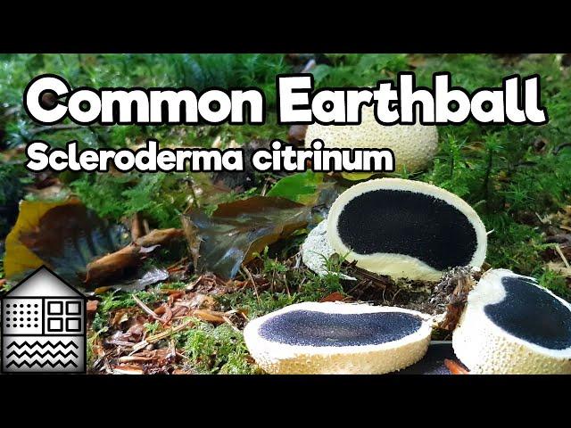 Common Earthball - Scleroderma Citrinus