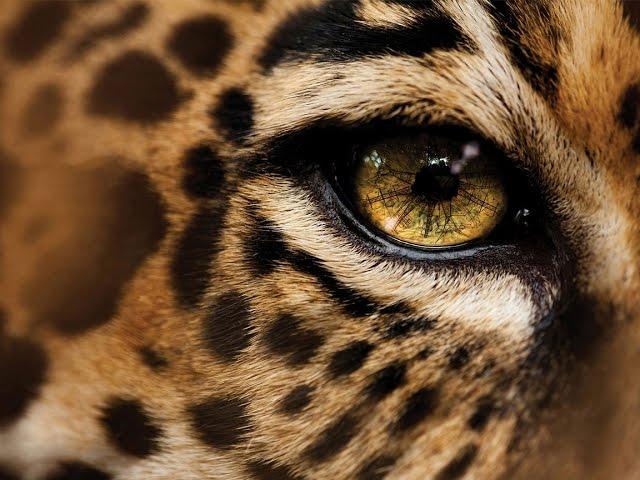 Дикая Природа Глаз леопарда National Geographic