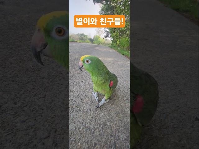 별이와 친구들 즐거운 산책!