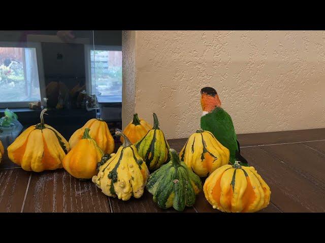 Kumquat Video Montage #1 - Black Capped Caique