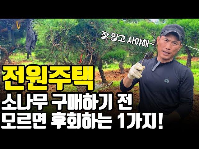 전원주택(시골, 전원)용 소나무 구입시 반드시 체크해야 하는 1가지! [주말용주택, 마당조경]