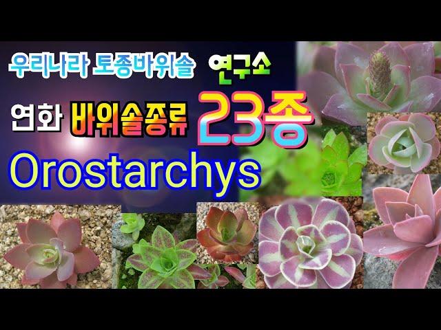 자생종 바위솔종류 연화바위솔 sempervivum flower Orostachys 대한민국 토종 바위솔 연구자료