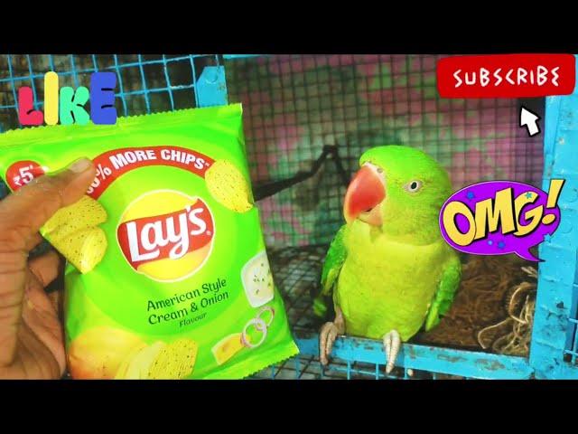 baby parrot short video॥ cute parrot video ॥parrot sound short vi॥ muppet bird#apparrotlover