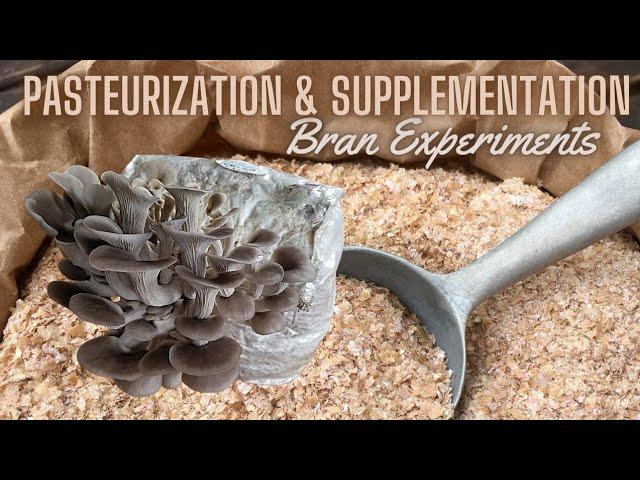 BOOST YOUR MUSHROOM YIELDS WITH PASTEURIZED SUBSTRATE, How Much Wheat Bran Can We Get Away With?