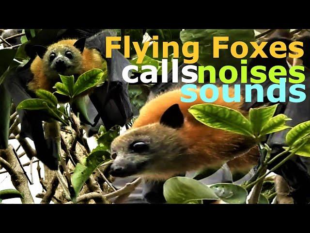 Flying Foxes Colony Shrieking Calls, Noises, Sounds | Wildlife | Australia