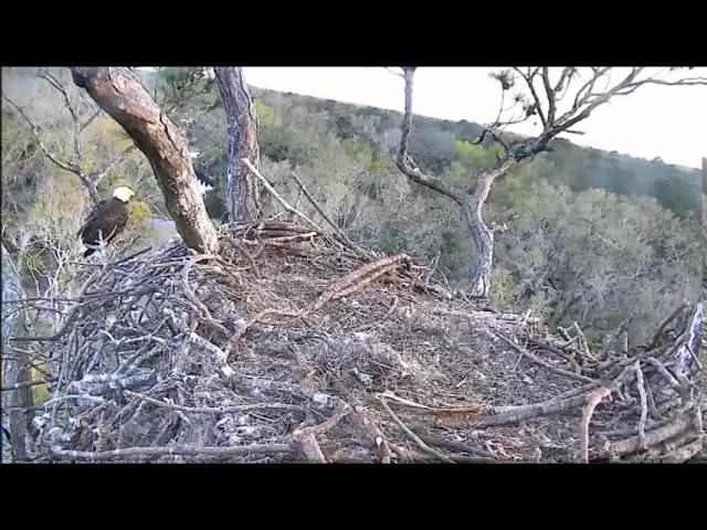 AEF NEFL Eagle Cam 2 27 2018 Spirit~Oops no breaks lands on Mom by Flyeagle78