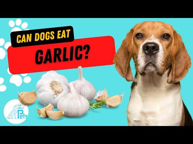 Can dogs eat garlic?