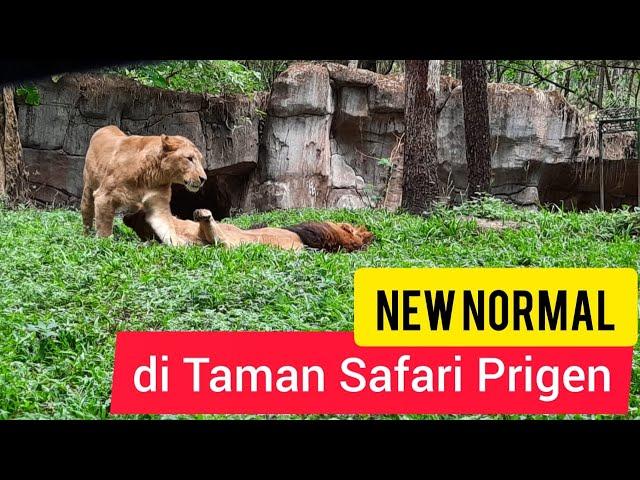 Berlibur ke Taman Safari Prigen Pasuruan New Normal 2020