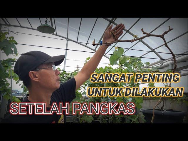 PERLAKUAN SETELAH PEMANGKASAN Update 7HSP |Cara Tanam Anggur dalam Pot