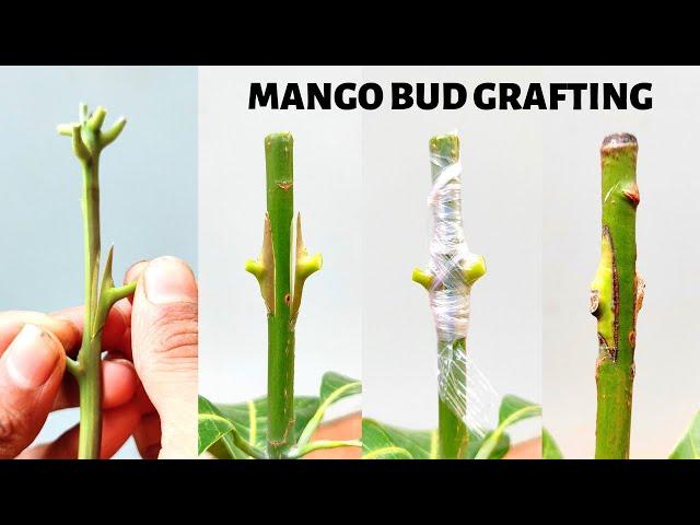 Mango Bud grafting new technique!! how to graft mango graft tree