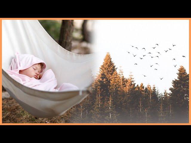 Wind noise, birds singing, sounds of the forest | Nature sounds for babies to sleep