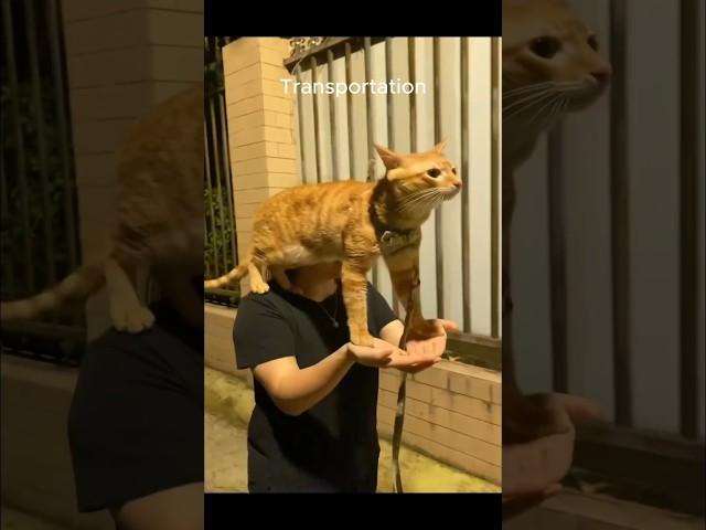 Funny animal videos I found on Instagram and Tiktok #shorts #funnyanimals #cat #funnypets #funny