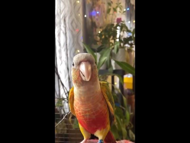 HUNGRY BABY PINEAPPLE CONURE LIVE ASMR SATYISFYING VIDEO